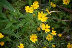 Bidens trichosperma