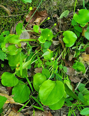 Parnassia grandifolia