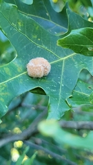 Druon quercusflocci