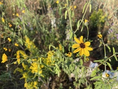 Coreopsis tripteris