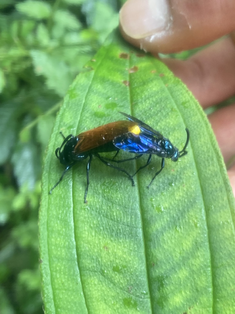 Athermantus