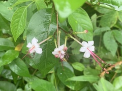 Volkameria inermis