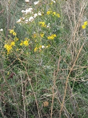 Jacobaea grandidentata