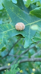 Druon quercusflocci