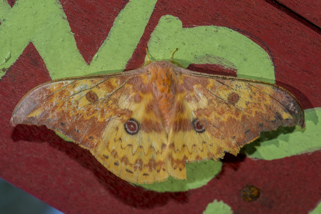 Lemaireia loepoides (Lemaireia loepoides)
