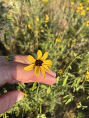 Coreopsis tripteris
