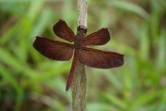 Neurothemis