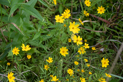 Bidens trichosperma