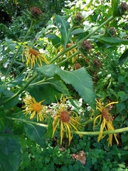 Inula helenium