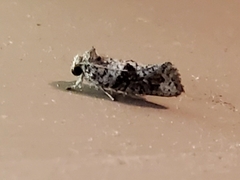 Acrolophus piger