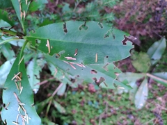 Rhododendron ponticum