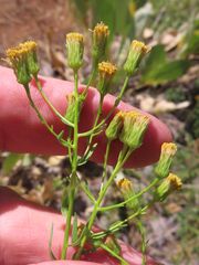 Erigeron inornatus