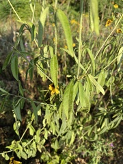 Coreopsis tripteris