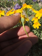 Eriophyllum lanatum integrifolium
