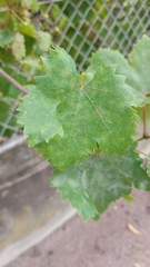 Vitis vinifera