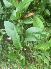 Volkameria inermis