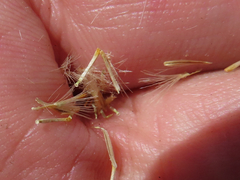 Erigeron inornatus