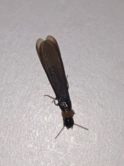 Kalotermes flavicollis