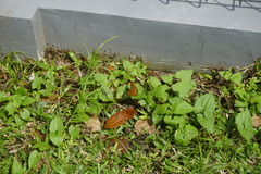 Junonia hedonia