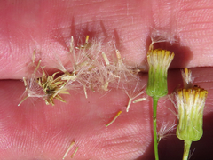 Erigeron inornatus