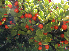 Coprosma montana