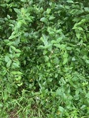 Volkameria inermis