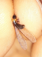 Kalotermes flavicollis