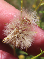 Erigeron inornatus