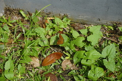 Junonia hedonia
