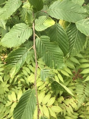 Carpinus betulus