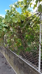 Vitis vinifera
