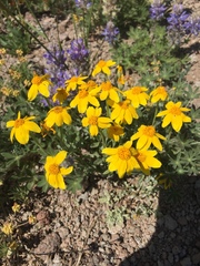 Eriophyllum lanatum integrifolium