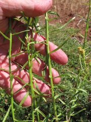 Erigeron inornatus