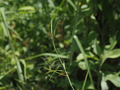 Hemarthria compressa