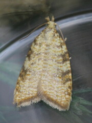 Aleimma loeflingiana