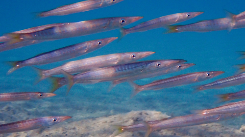 Mediterranean Barracuda