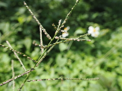 Paspalum paniculatum