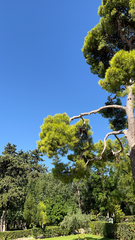 Pinus