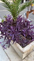 Tradescantia pallida