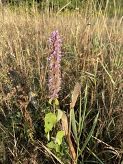 Agastache foeniculum
