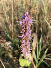 Agastache foeniculum