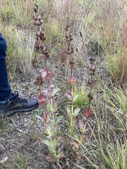 Penstemon grandiflorus