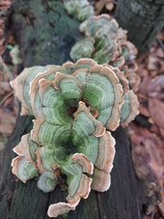 Stereum subtomentosum