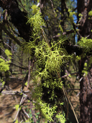 Letharia vulpina
