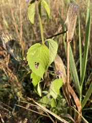 Agastache foeniculum