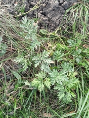 Artemisia absinthium