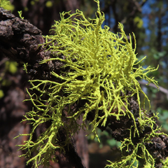 Letharia vulpina