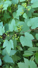 Vitaceae