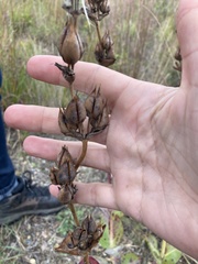 Penstemon grandiflorus