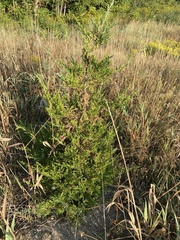 Juniperus virginiana